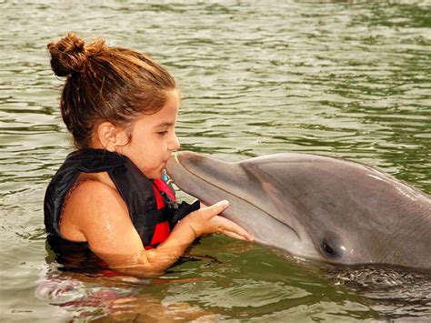 can you swim with dolphins in hawaii.